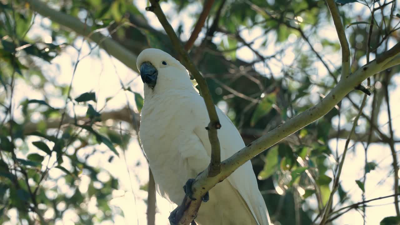 Sulphur-crested Cockatoo (Cacatua galerita) In Wooded Habitat During Winter. Low Angle Shot
