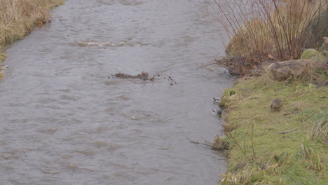 Erhöhter-Blick-Auf-Wilde-Stockenten,-Die-Am-Fluss-In-Gdynia,-Polen,-Auf-Nahrungssuche-Gehen