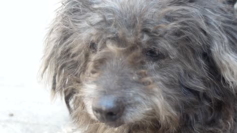 closeup portrait of poor shih-tzu sitting on street