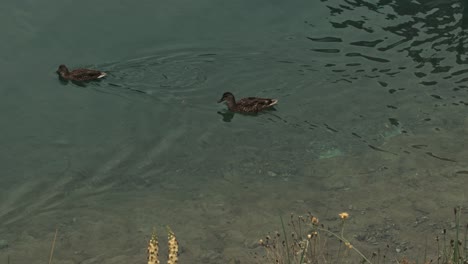 Entenfamilie-Schwimmt-Auf-Dem-Klaren-Wasser-Des-Gusausees