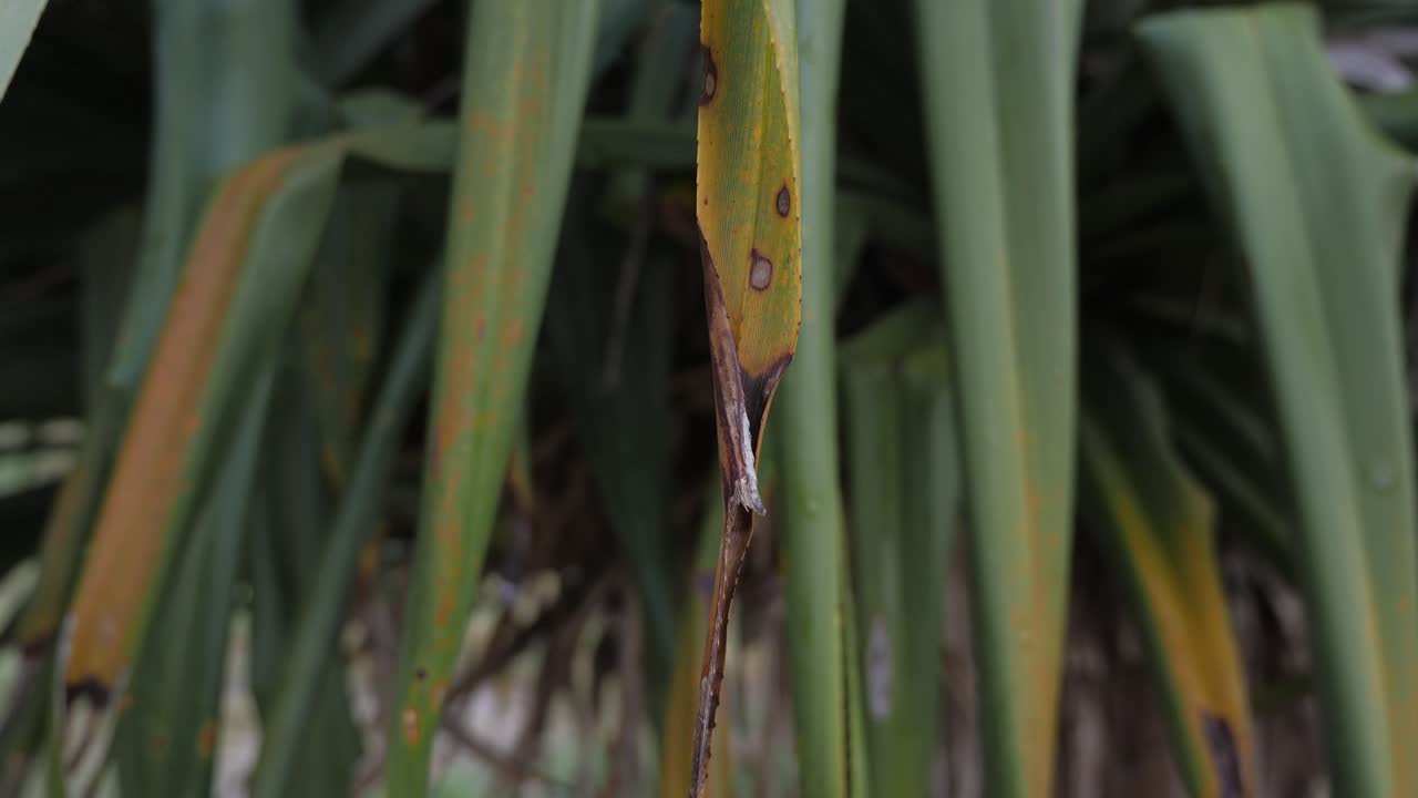 Closeup Of Pandanus Leaves In Currumbin Alley, Gold Coast, Australia