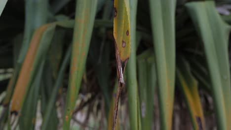 closeup of pandanus leaves in currumbin alley, gold coast, australia