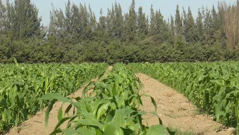 un campo agrícola lleno de filas de pequeñas plantas de maíz jóvenes