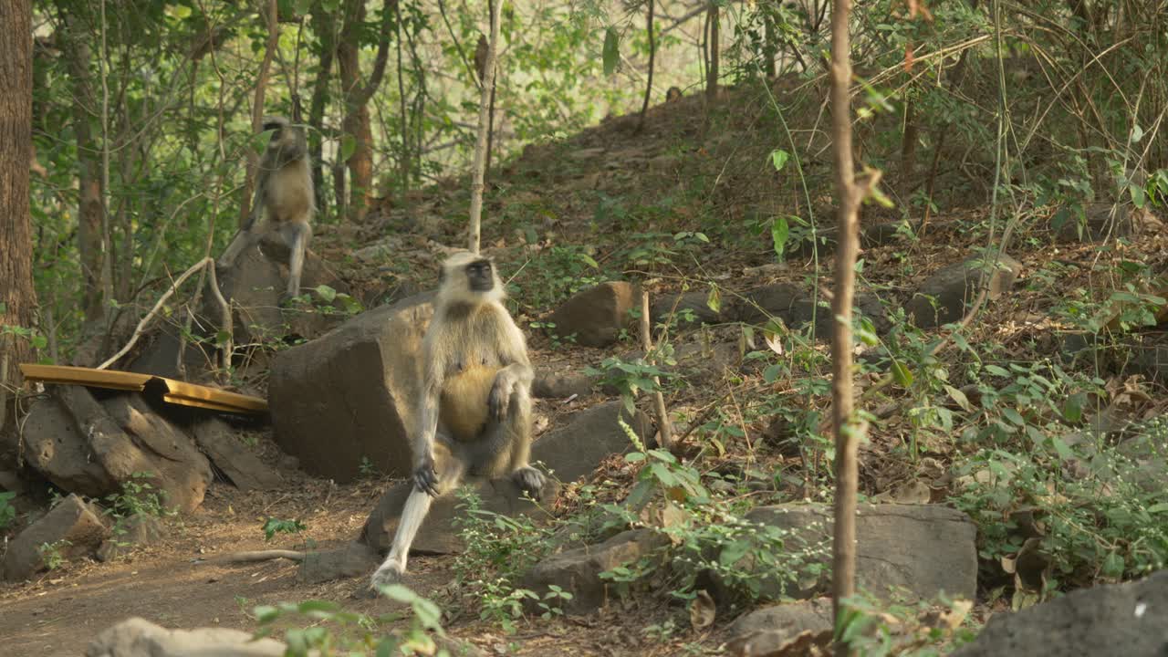 monos asiáticos langures en el parque de biodiversidad del lago lonar