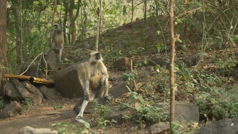 scimmie asiatiche languri al parco della biodiversità del lago lonar