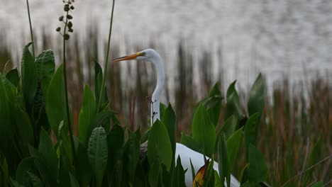 great white egret on the hunt for insects, snakes and fish in the swamps of florida, u