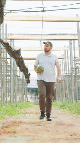 farmer walking and carrying watermelon in greenhouse