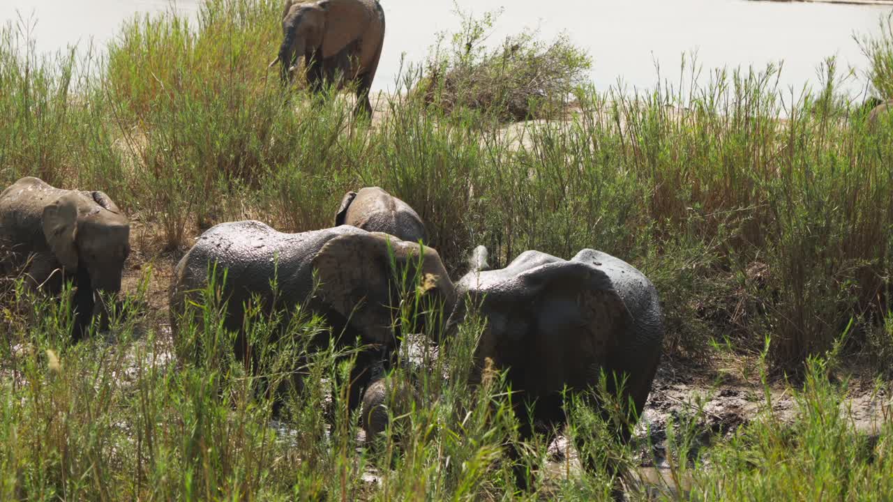 Una mandria di elefanti africani (Loxodonta africana) si rotola in un fiume fangoso, con proboscidi, code e orecchie in costante movimento tra le canne. Movimento lento, Parco Nazionale Kruger, Sudafrica