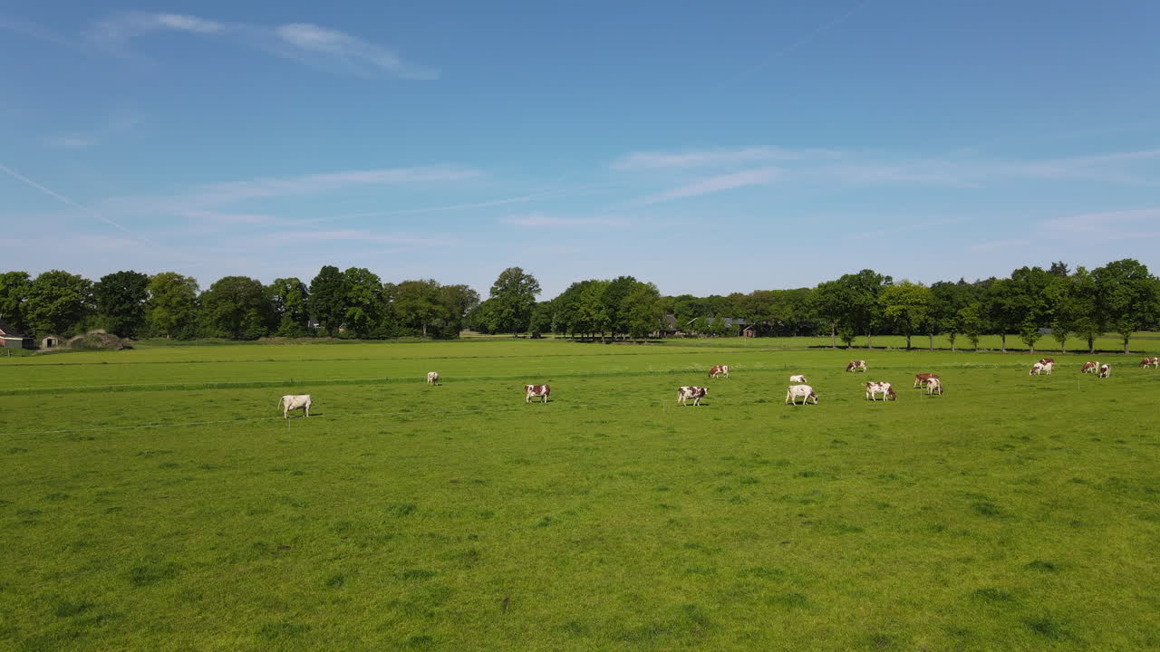 Drone shot of farmland with cows.