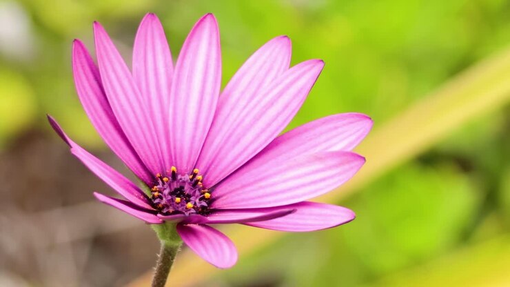 Et nærbillede af en levende pink blomst med en sløret grøn baggrund, der viser dens sarte kronblade og naturlige skønhed
