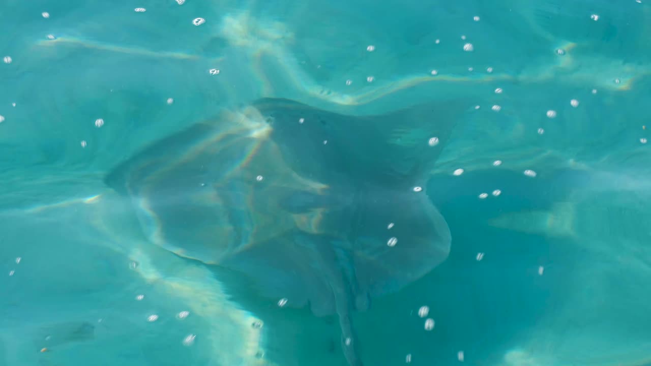 Large stingray swimming in crystal clear turquoise lagoon water on Moorea Island in French Polynesia, South Pacific