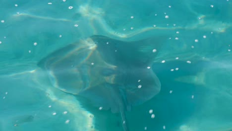large stingray swimming in crystal clear turquoise lagoon water on moorea island in french polynesia, south pacific
