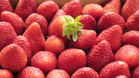 panning shot of ripe strawberries in the box