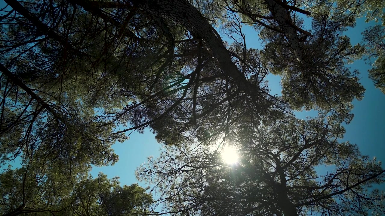 Copas de pinos con troncos, sol brillando a través de sus ramas, visto desde abajo, con cielo azul