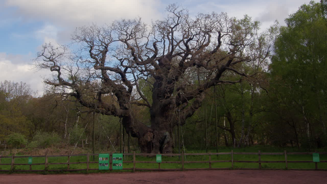 메이저 오크 로 알려진 고대 오크 나무 의 넓은 사진