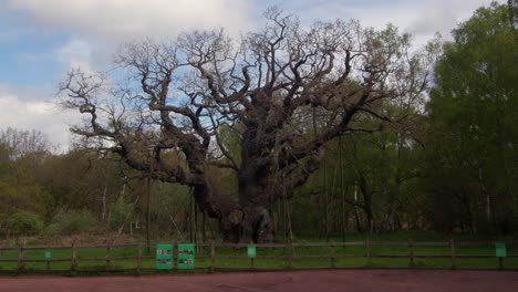 Wide-shot-of-the-ancient-oak-tree-known-as-The-major-oak