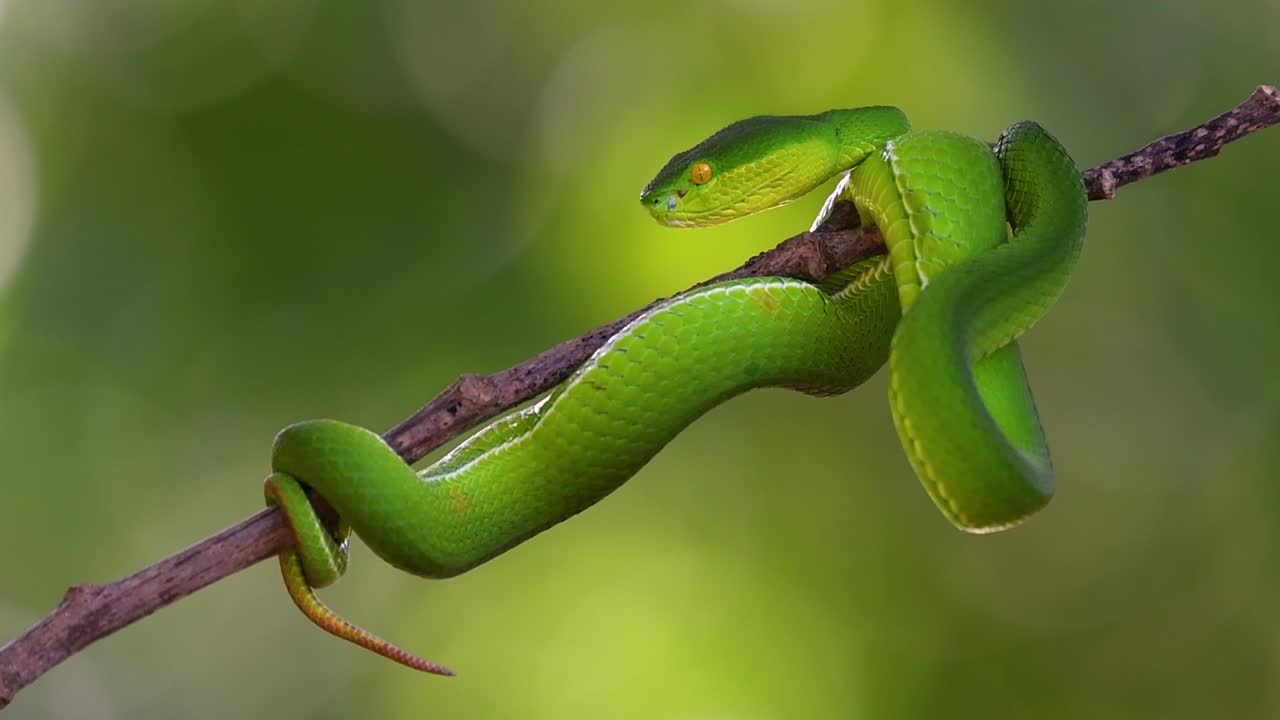 la víbora de labios blancos es una víbora venenosa endémica del sudeste asiático y a menudo se encuentra durante la noche esperando en una rama o rama de un árbol cerca de un cuerpo de agua con muchos alimentos