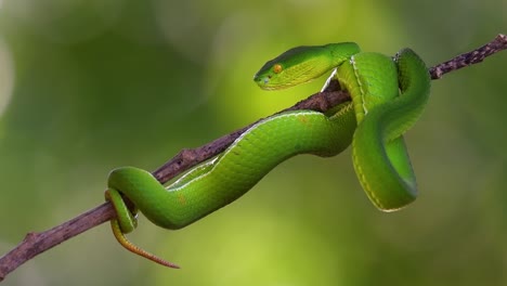 La-Víbora-De-Labios-Blancos-Es-Una-Víbora-Venenosa-Endémica-Del-Sudeste-Asiático-Y-A-Menudo-Se-Encuentra-Durante-La-Noche-Esperando-En-Una-Rama-O-Rama-De-Un-árbol-Cerca-De-Un-Cuerpo-De-Agua-Con-Muchos-Alimentos