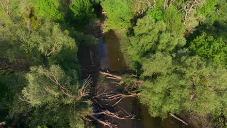 Above-View-Of-Fallen-Trees-On-The-Forest-Floodplain-Near-Marchegg,-Austria