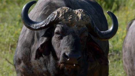 An-African-Buffalo-Looking-At-The-Camera-While-Standing-At-The-Grassland-In-Kruger-National-Park,-South-Africa---close-up