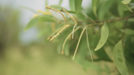 Exótica-Planta-Rural-A-Cámara-Lenta