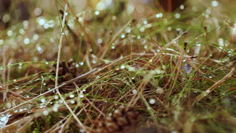 Pilzpilze-In-Einem-Sonnigen-Wald-Im-Regen.