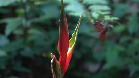 a cute rufous-breasted hermit colibri bird feeding on a flower of etlingera elatior while in flight