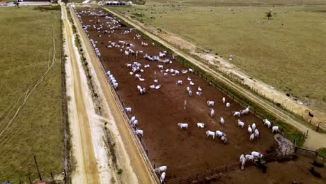 cattle in long kraal, feedlot outside, drone flyover angled view