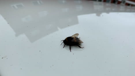 closeup of a bumble bee sitting on the roof on a sunny day