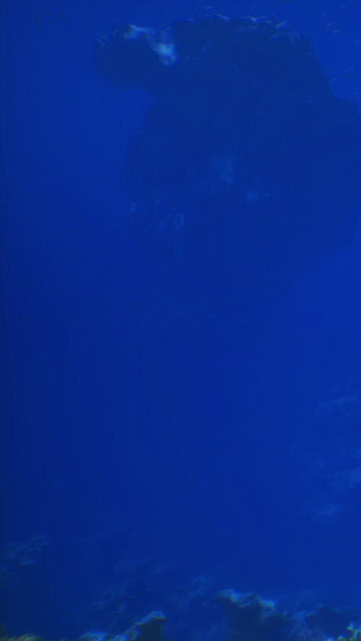 Scena subacquea che mostra vita marina vicino al corallo nell'oceano blu profondo.