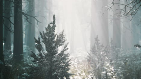 Impresionante-Vista-De-La-Niebla-Y-La-Luz-Del-Sol-Después-De-Las-Heladas-En-El-Bosque-De-Pinos