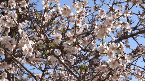 Cherry-tree-with-blossom-at-spring-in-slight-breeze