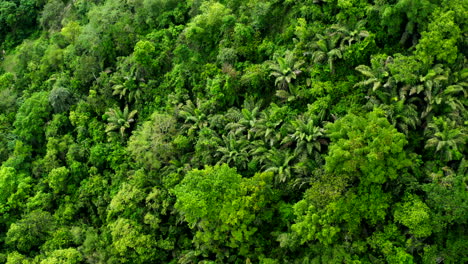 panoramic shot of forest with drone