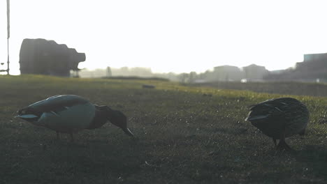 Zwei-Wildenten,-Die-Auf-Einer-Wiese-In-Schweden-Laufen