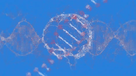 Animation-of-dna-strand-spinning-and-human-brain-on-blue-background