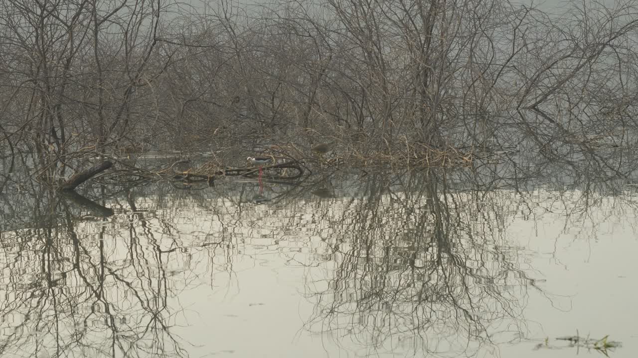 Black-winged stilt bird in shallow lake marshes, Maharashtra, India