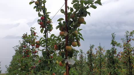 hardanger apple orchard,at the hardanger fjord, lofthus, ullensvang, norway