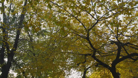 trees along the walkway on eastern parkway in brooklyn