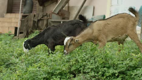 two goats eating some grass with building on the background