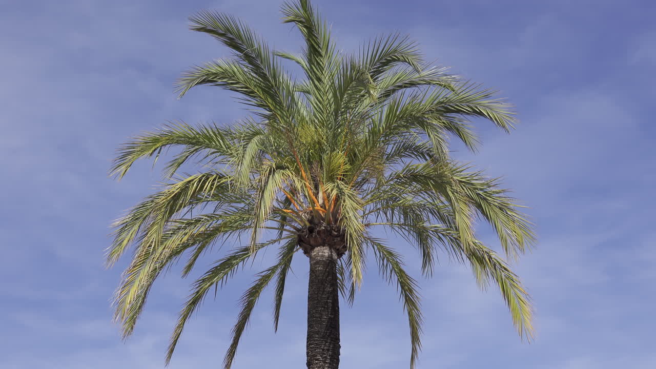 Close up of a palm tree on the beach with the blue sky on the background