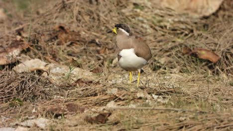 Yellow-wattled-Lapwing-chilling-on-pond-area-