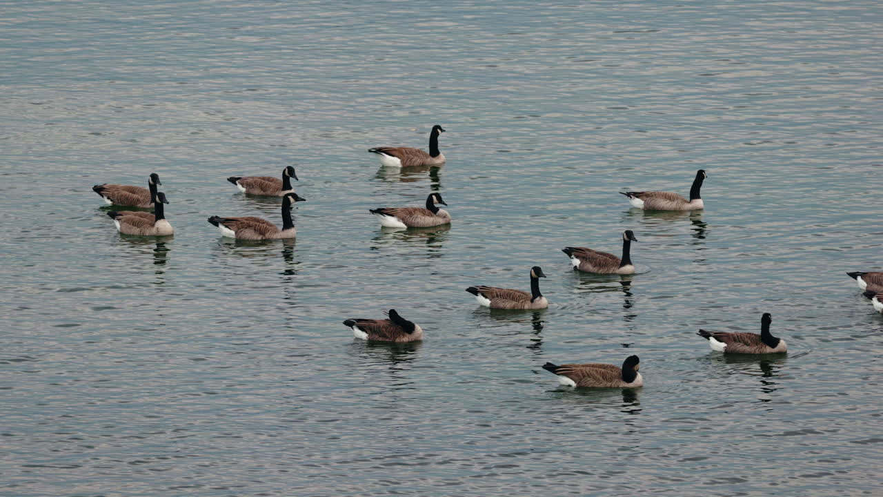 Canadian Geese Swimming in Water