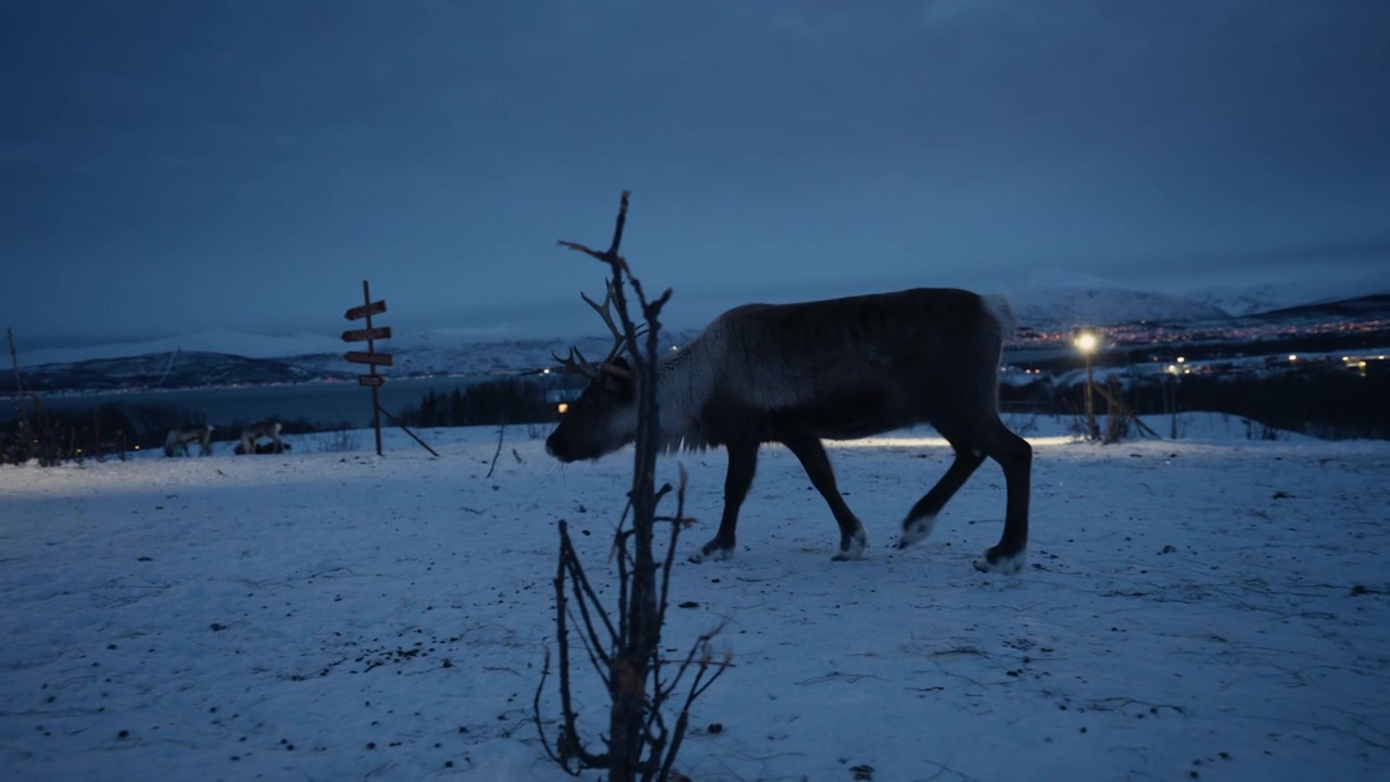 Rein som går over snødekt arktisk tundra i blåtimen i Norge