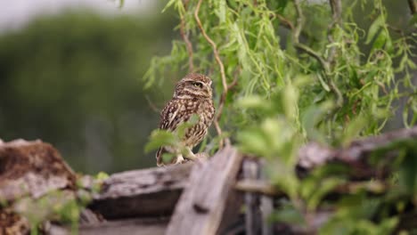 Tawny-Owl,-Looking-Around,-Hidden-Amongst-Tree-Branches,-Lush-Green-Forest-Area,-Close-Yp-Slow-Motion