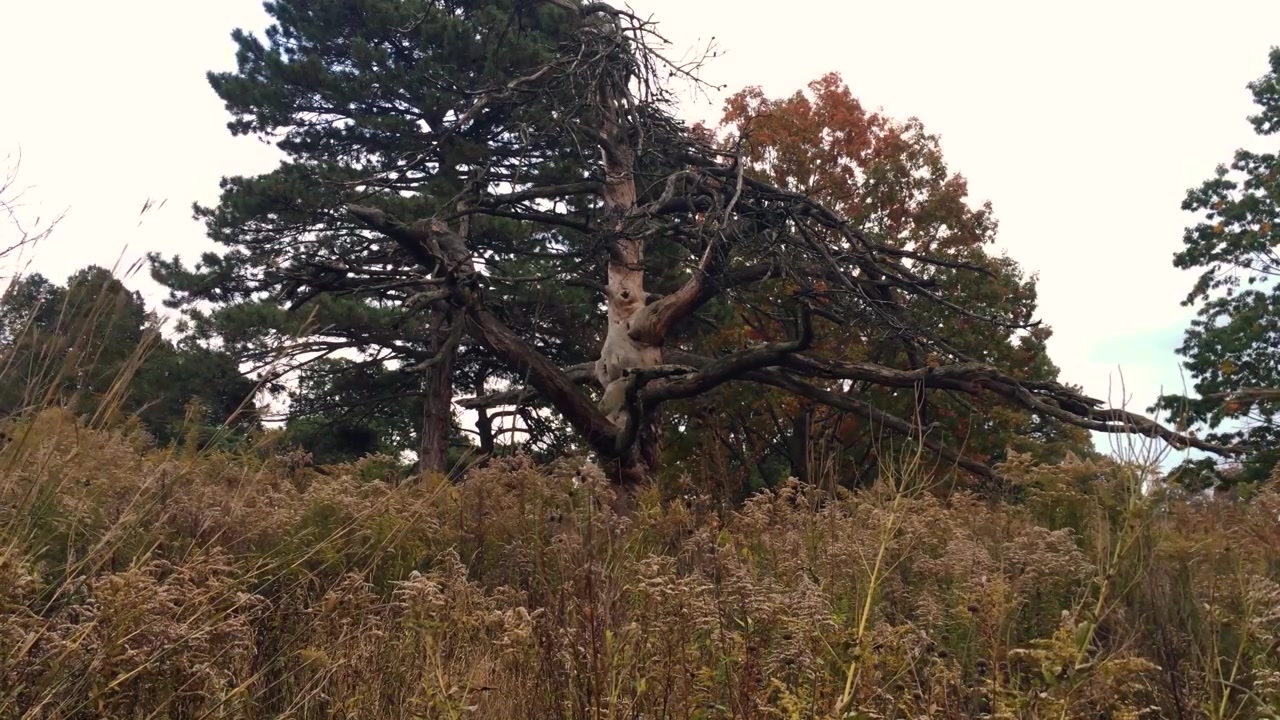 Albero morto e defogliato nel campo