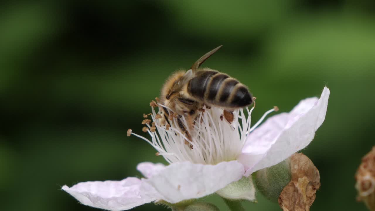 Macro view of worker bee sitting on blooming flower and gathering pollen