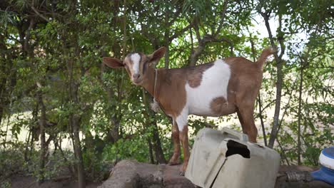 Cinematic-shot-of-a-goat-eating-in-a-rural-village-in-slow-motion