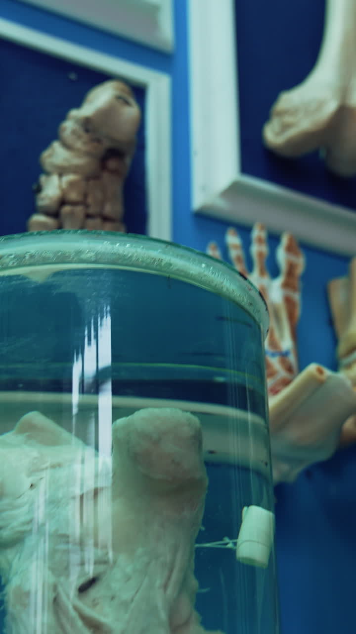 Esqueletos e ossos em museu. Ossos de esqueleto e crânios em museu. Vídeo vertical