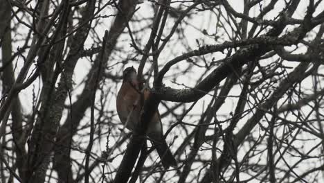 Kanadisches-Rotkehlchen,-Das-Im-Frühling-In-Einem-Blühenden-Baum-Sitzt-Und-Morgens-Kackt