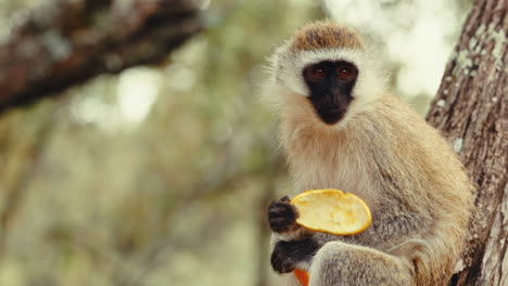 monkey eating fruit in a tree